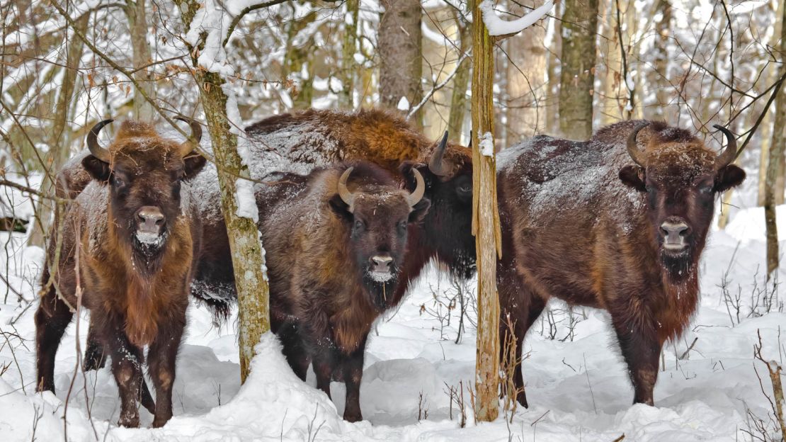 Białowieża's bisons are a symbol of Poland.