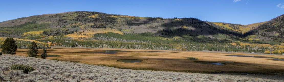 The Pando aspen clone lies more than 5,000 feet above sea level in central Utah.