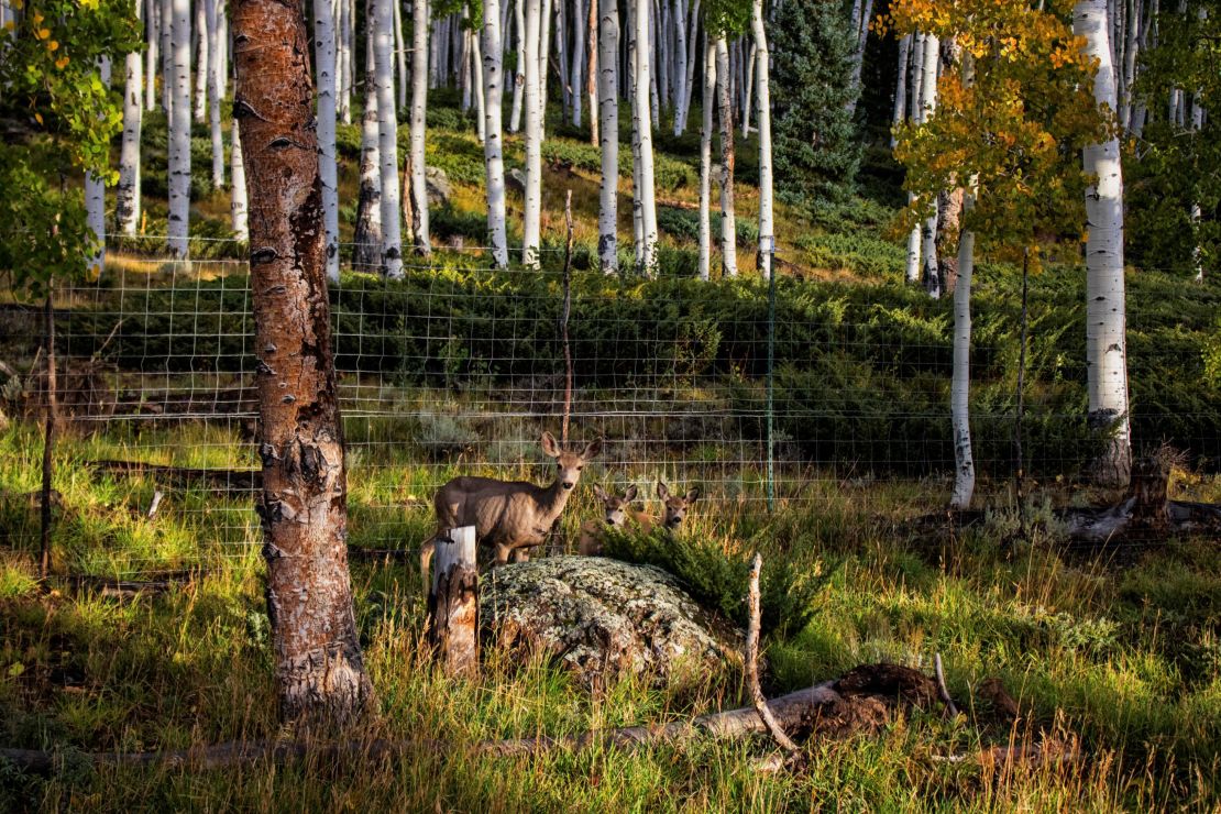 Grazing species like the mule deer are thought to be degrading the Pando aspen system. 