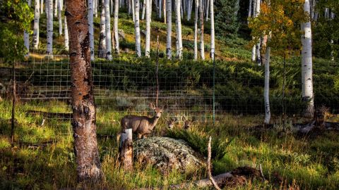 Grazing species like the mule deer are thought to be degrading the Pando aspen system. 