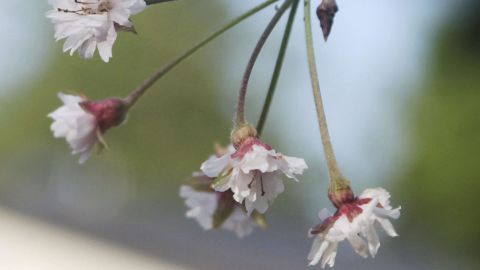 Photo taken October 16, 2018, shows cherry blossoms blooming out of season in the northeastern Japan city of Sendai.
