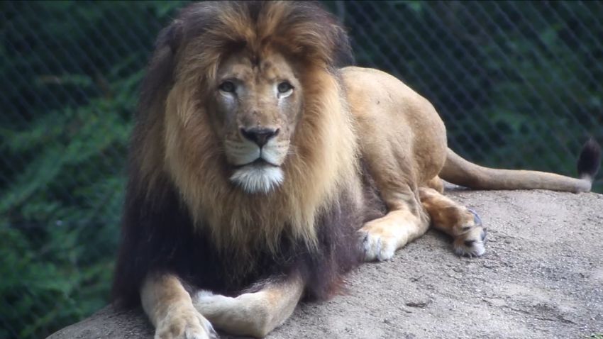 The Indianapolis Zoo is sad to announce that its 10-year-old adult male lion, Nyack died in the outdoor yard Monday morningbefore the Zoo opened to the public. The male died as the result of injuries inflicted by an adult female lion. When animal care staff heard an unusual amount of roaring from the outdoor lion yard they responded and observed one of the adult female lions, Zuri, being aggressive with Nyack. A younger female lion, their 3-year-old daughter Sukari, was also in the yard at the time of the incident. Zoo personnel made every effort to separate the lions but Zuri held Nyack by the neck until he stopped moving. The veterinary staff completed a necropsy (animal version of an autopsy) and confirmed that Nyack died of suffocation from injuries to the neck.   The two lions were part of the Species Survival Plan (SSP) which oversees population management of select species within Association of Zoos and Aquariums (AZA) member institutions and enhances species conservation in the wild. As a part of the SSP, Nyack was on loan from the San Diego Zoo and in 2015, Zuri and Nyack produced a litter of three cubs. The two lions have been housed together for eight years. They were compatible with no outward indication that an event like this would occur.  Detailed daily logs maintained by the animal care staff did not report any unusual aggression, injuries or wounds between Zuri and Nyack prior to Monday's incident. A thorough review will be conducted to attempt to understand what might have led to this incident. There are no current plans to change how the lions are managed. Zuri will remain in her female pair group with her daughter Sukari.  We know many people loved visiting Nyack. He was a magnificent male lion and left his legacy in his three cubs. He will be missed by guests, members, volunteers and staff.  title: File uploaded by user duration: 00:00:00 site:  author:  published:  intervention: no description: