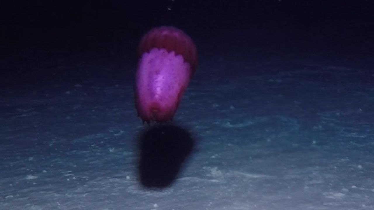 deep sea swimming sea cucumber