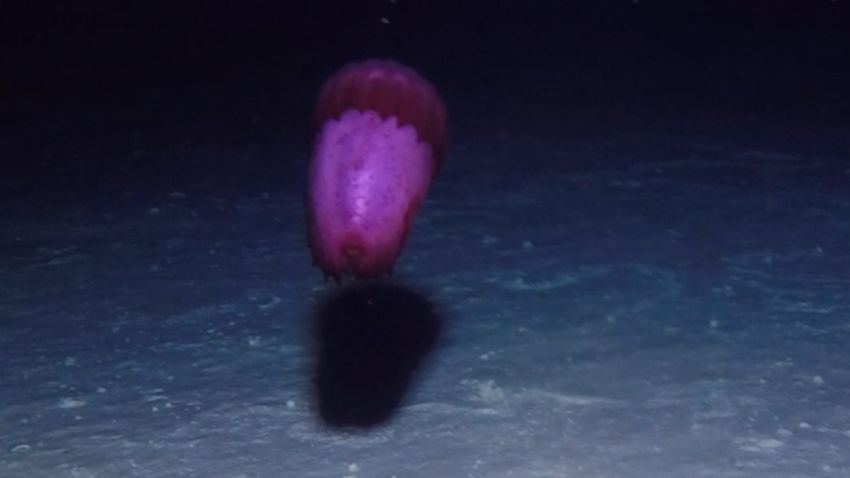 deep sea swimming sea cucumber