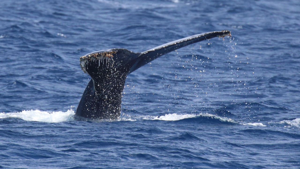 Humpback whale observed by the Ogasawara Whale Watching Association in Japan.