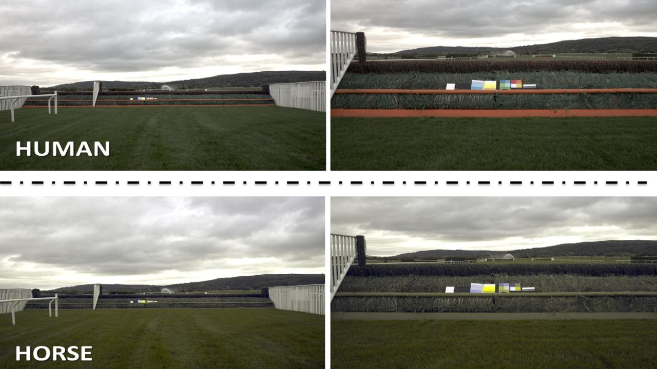 Images show what a human sees compared to what a horse sees.