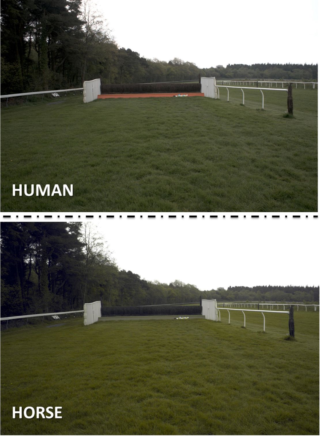 Exeter horse human vision