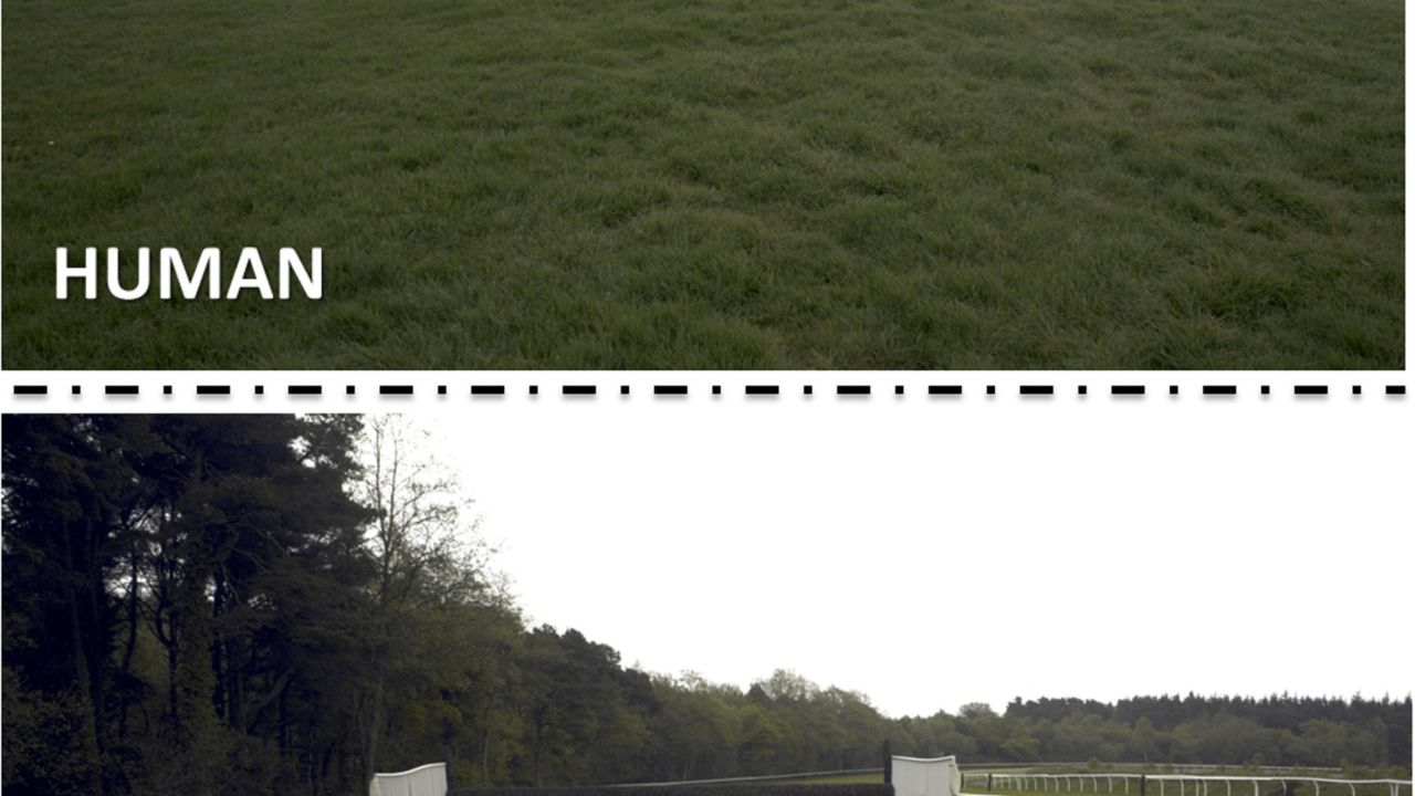 Exeter horse human vision