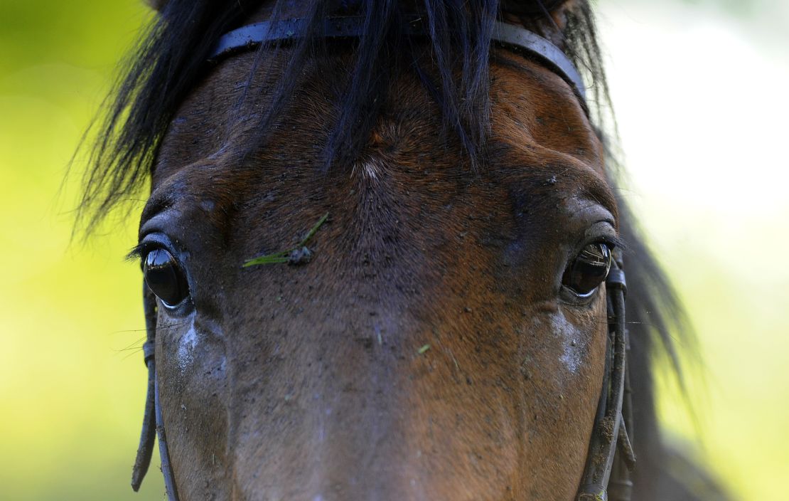 The study was able to demonstrate a significant difference between human and equine eyesight. 