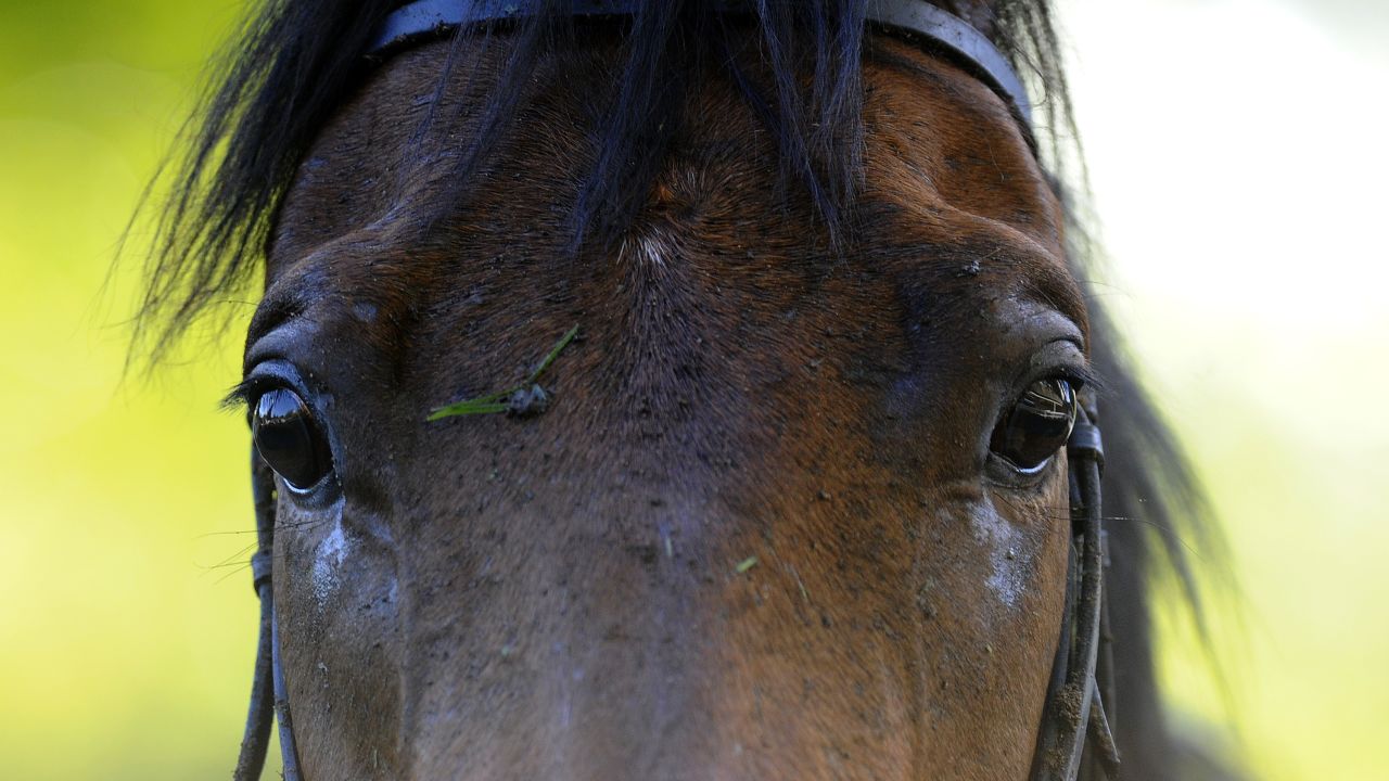 The study was able to demonstrate a significant difference between human and equine eyesight.