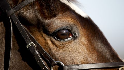 New research into equine vision could improve safety at racecourses. 