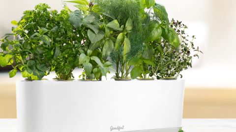 The AeroGarden, a product in BuzzFeed's Goodful line that is being sold at Macy's. 