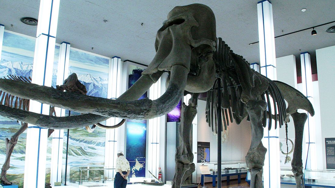 <strong>Hokkaido Museum: </strong>Its collection spans thousands of years, starting with skeleton reconstructions of two giants that once roamed Hokkaido, Naumann elephants and mammoths, before chronicling the island's unique ecosystems.