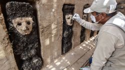 An expert works to uncover one of the 20 wooden sculptures which were recently discovered at the ancient archaeological site of Chan Chan, in the outskirts of the northern city of Trujillo, in Peru, on October 22, 2018, - The unique sculptures found in niches are fixed to the ground measuring an average of 70 centimeters and representing different characters. (Photo by CRIS BOURONCLE / AFP) / The erroneous mention[s] appearing in the metadata of this photo by CRIS BOURONCLE has been modified in AFP systems in the following manner: [20] instead of [19]. Please immediately remove the erroneous mention[s] from all your online services and delete it (them) from your servers. If you have been authorized by AFP to distribute it (them) to third parties, please ensure that the same actions are carried out by them. Failure to promptly comply with these instructions will entail liability on your part for any continued or post notification usage. Therefore we thank you very much for all your attention and prompt action. We are sorry for the inconvenience this notification may cause and remain at your disposal for any further information you may require.        (Photo credit should read CRIS BOURONCLE/AFP/Getty Images)