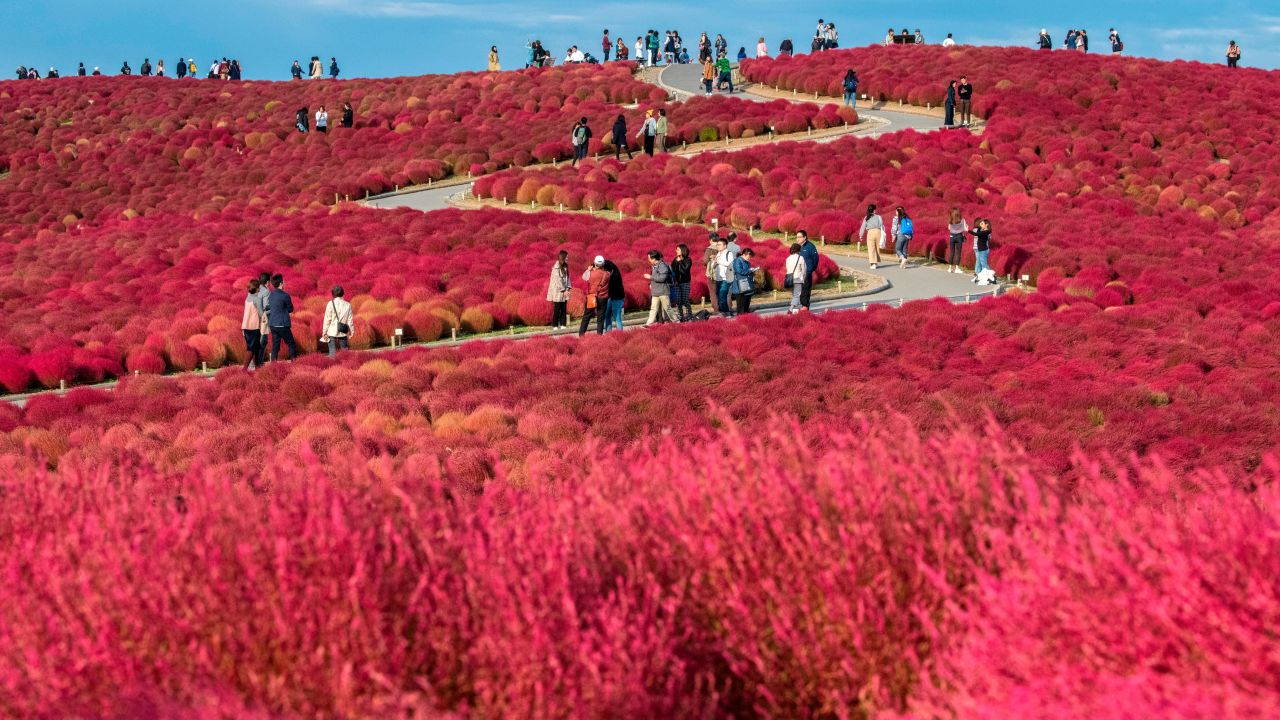 <strong>Katsuta, Japan</strong>: Visitors wander through a field of bright red kochias (summer cypress) at Hitachi Seaside Park in Katsuta, east of Tokyo. In early to mid-October,  these kochias turn from green to red and become a photographer's paradise. 