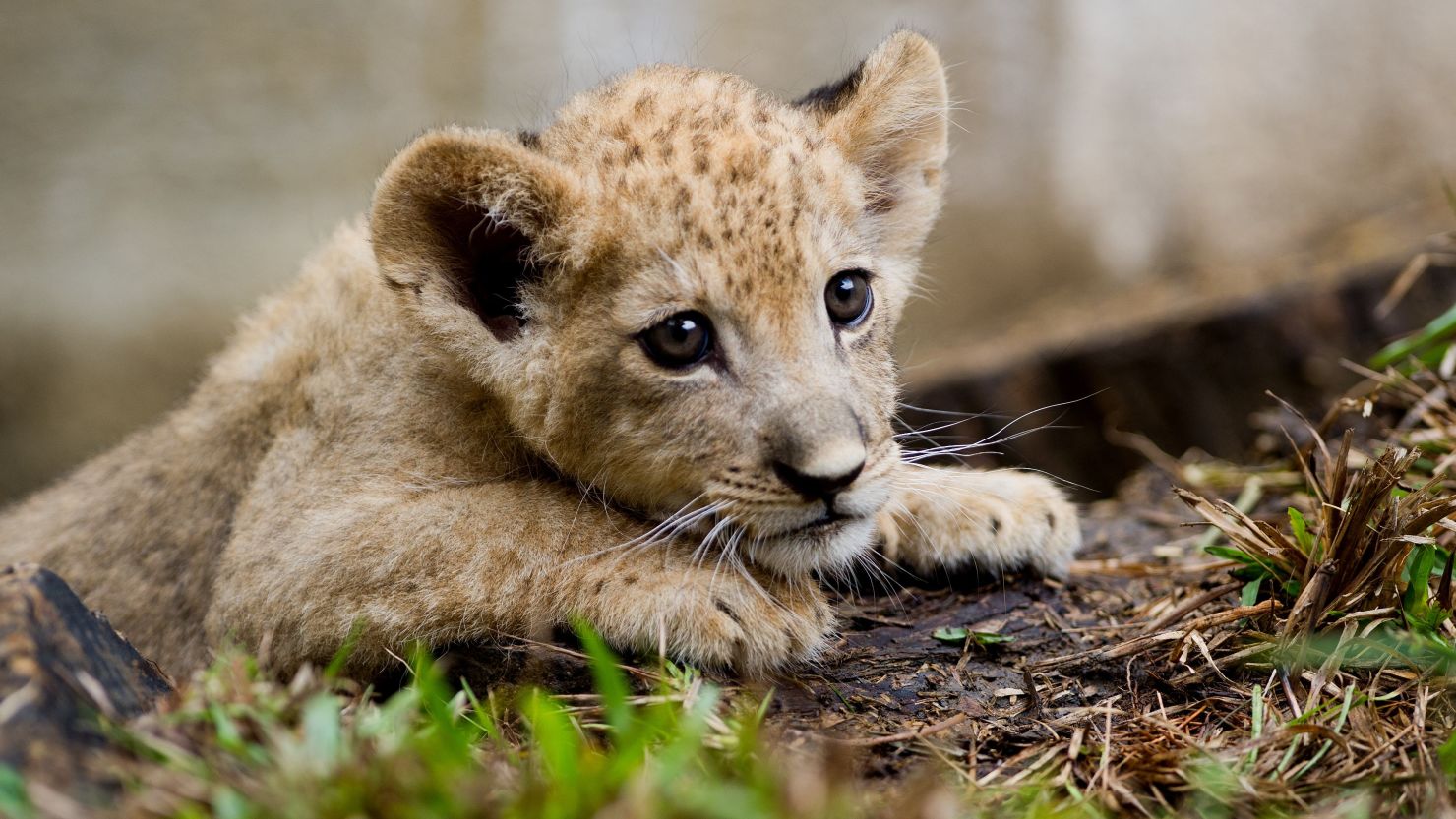 French police were alerted to the existence of the cub through videos circulating on social media. (File photo)
