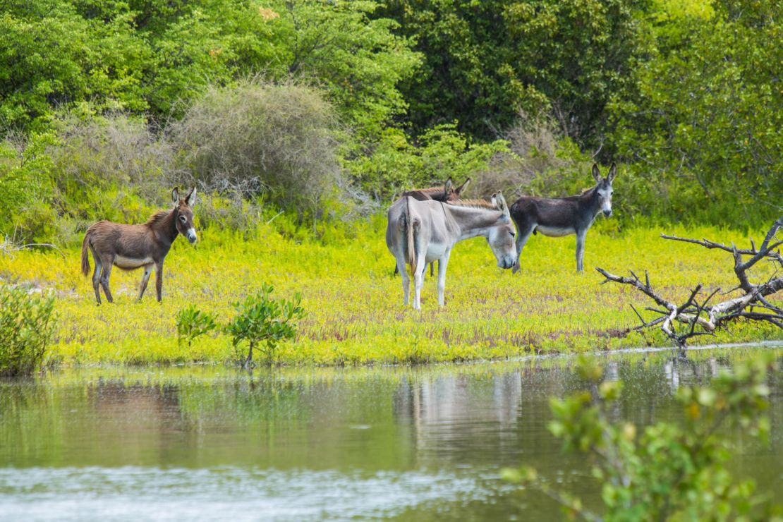 On South Caicos island, descendants of donkeys from the island's salt production days roam freely.