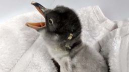 01 baby penguin