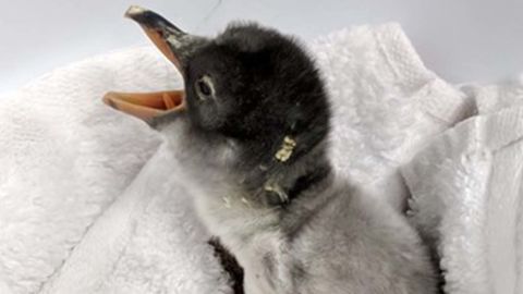 The penguin chick born to same-sex parents at Sydney's Sea Life Aquarium