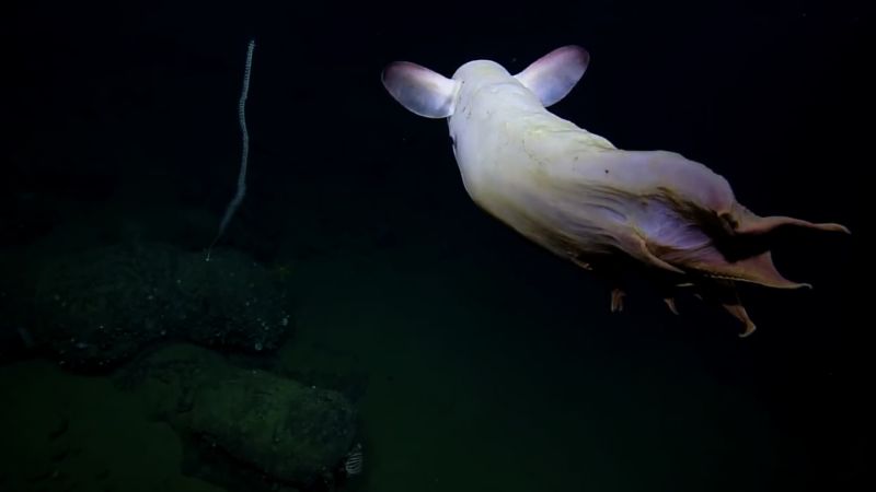 Video shows rare octopus in the Pacific | CNN