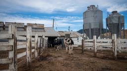 Dairy cows exit the milking barn at Lafranchi Ranch in Nicasio, California, U.S., on Friday, July 6, 2018. U.S. producers fear Mexico's 25 percent retaliatory tariffs on U.S. dairy and cheesein response to the Section 232 steel and aluminum tariffswould deplete their exports to Mexico, according to a letter spearheaded by the U.S. Dairy Export Council, the International Dairy Foods Association, and the National Milk Producers Federation. Photographer: David Paul Morris/Bloomberg via Getty Images