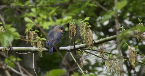 A bluebird is spotted in an Atlanta backyard on April 1, 2017.