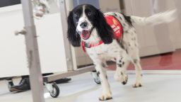 Freya, a springer spaniel who has been trained to detect malaria parasites in socks from children in Gambia.