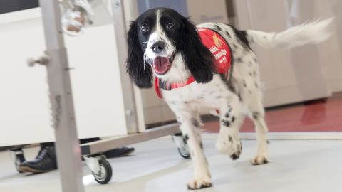 Freya, a springer spaniel who has been trained to detect malaria parasites in socks from children in Gambia.