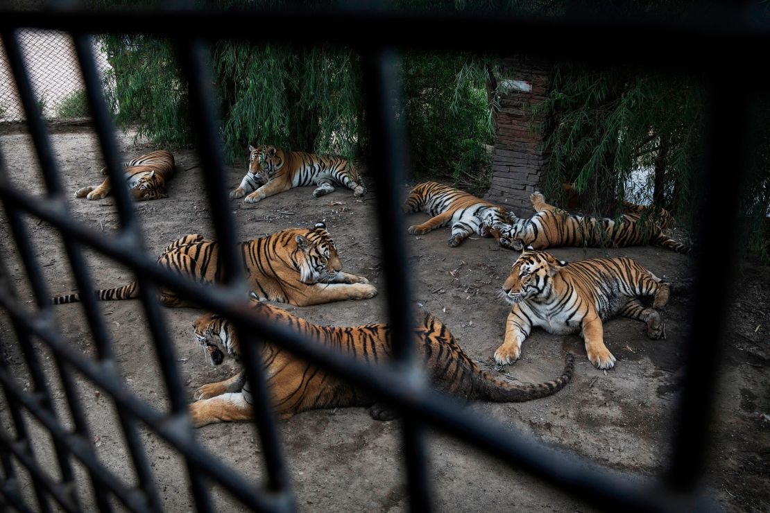 Siberian tigers are seen lounging waiting to be fed outside a tourist bus at the Heilongjiang Siberian Tiger Park on August 16, 2017 in northern China.