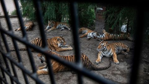 Siberian tigers are seen lounging waiting to be fed outside a tourist bus at the Heilongjiang Siberian Tiger Park on August 16, 2017 in northern China.