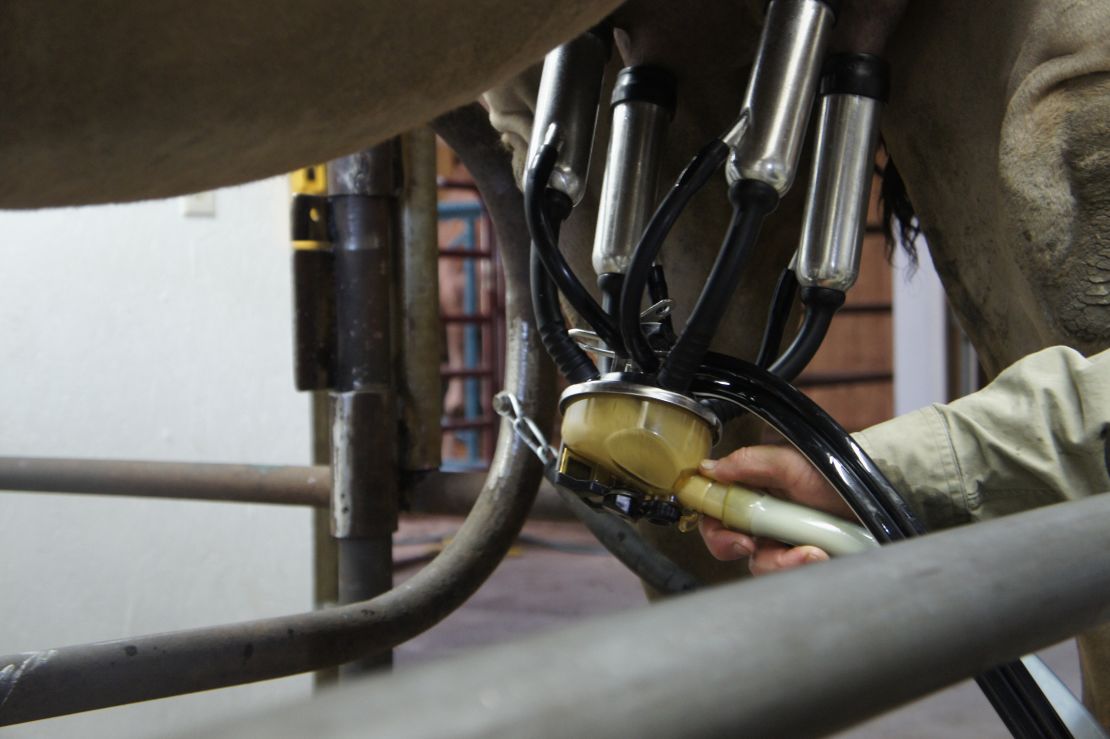Camels are milked with the same machinery used for dairy cows.