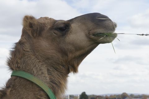 Desert Farms camels are pasture-raised and eat a complex diet of grass, hay and alfalfa pellets. 