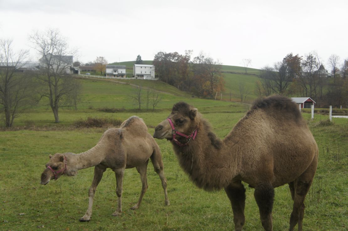 Most of the camels in the US live on Amish and Mennonite farms.
