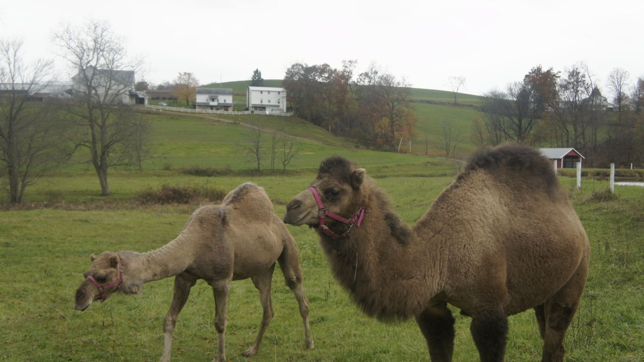 Most of the camels in the US live on Amish and Mennonite farms.