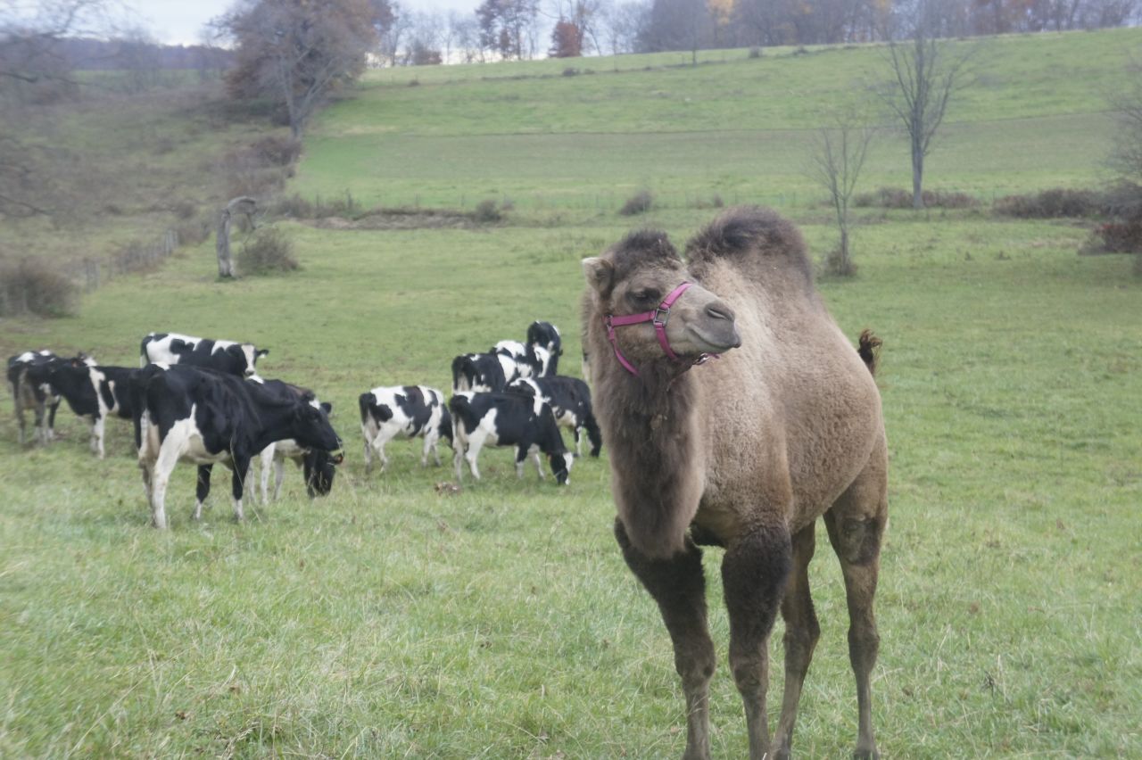There is a long tradition of dairy farming in Amish and Mennonite communities so the farmers already have the equipment and experience needed to milk camels commercially. 