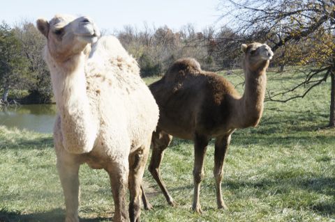 Most of the camels in the US are kept by Amish and Mennonite farmers who breed and sell them for upwards of $25,000 and lease them to zoos and churches for up to $1,200 a month.