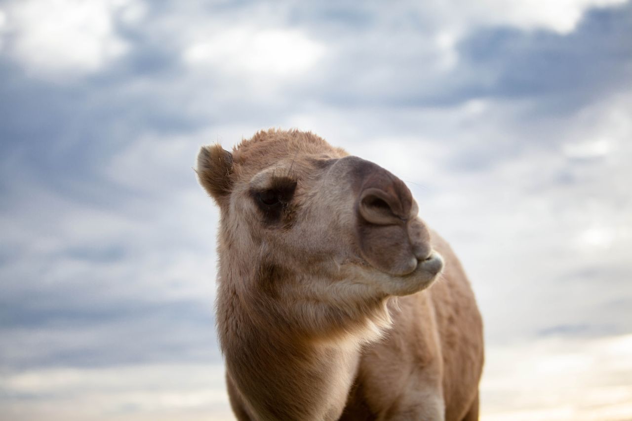 Camel milk contains different proteins to cow milk and is less likely to trigger an allergic reaction. It also contains less cholesterol and saturated fat than cow's milk, and three times as much vitamin C.