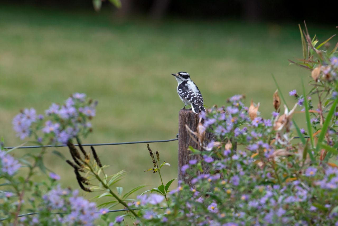 A downy woodpecker in New York City's Brooklyn Bridge Park during a guided bird walk on October 6, 2018.