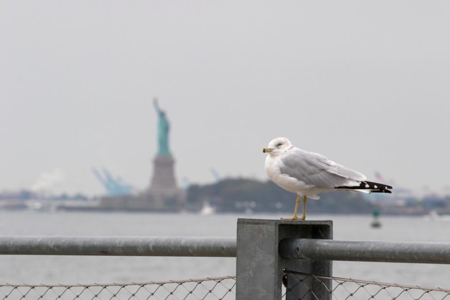 A ring-billed gull sits with the Statue of Liberty in the background at Brooklyn Bridge Park on October 6, 2018.