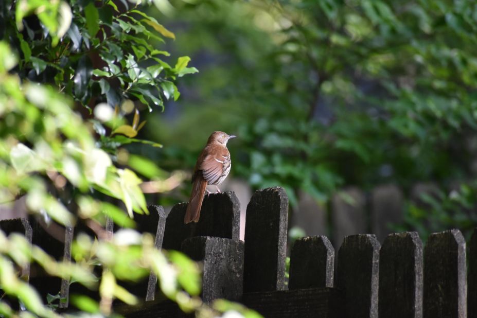 A brown thrasher, the state bird of Georgia, perched on an Atlanta backyard fence on April 27, 2017.