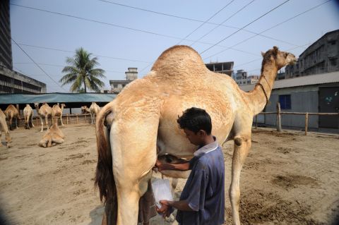 Camel milk is growing in popularity in other parts of the world. Here, a worker milks a camel on a small farm nestled between high-rise offices in the heart of Dhaka's bustling commercial district.