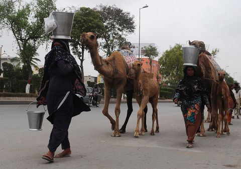 Camel milk is growing in popularity in Pakistan's big cities. Nomadic women bring it to Karachi to sell.