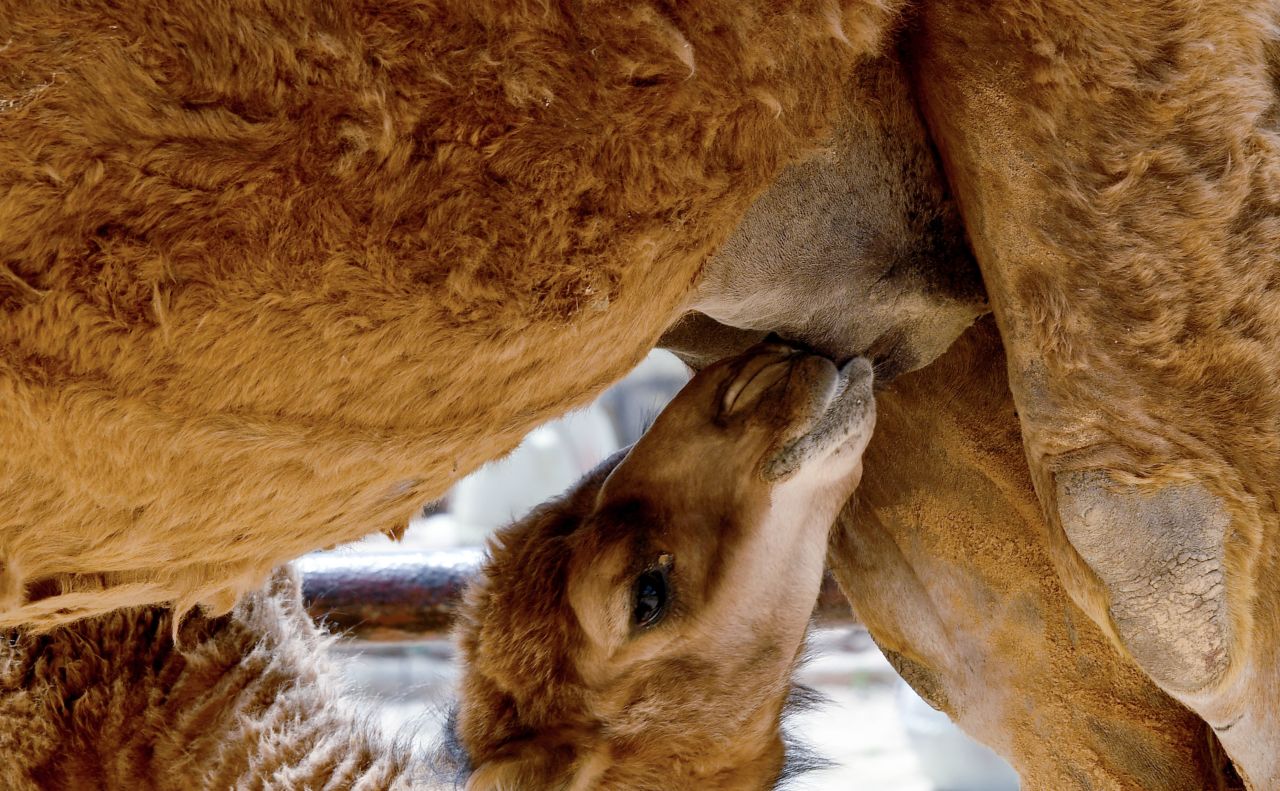 Mother camels will not produce milk unless their babies are present so families are kept together on the farms.