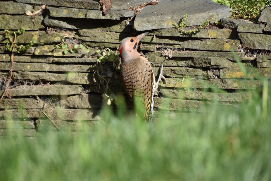 This striking woodpecker called a northern flicker can be observed all over the US during all seasons of the year.