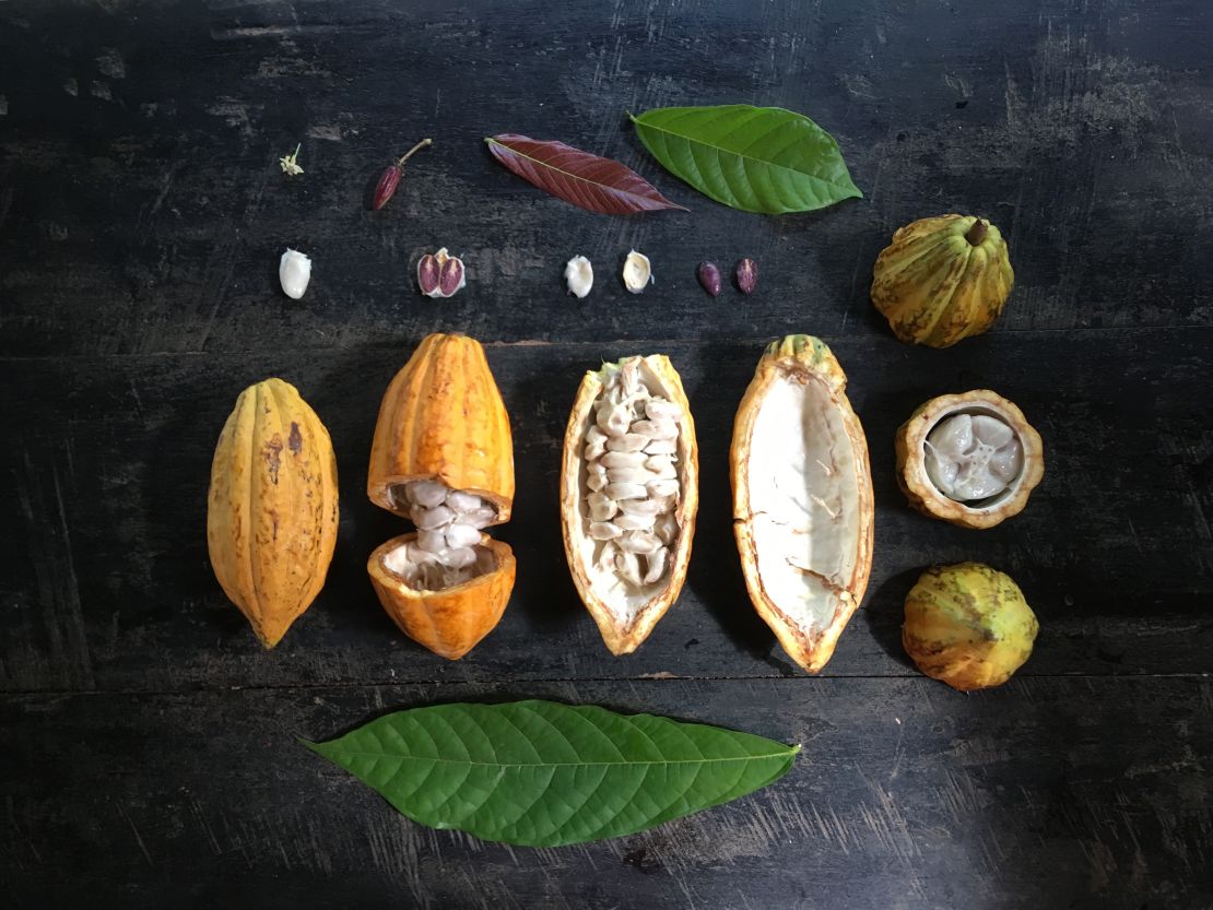 Cacao fruit from the farm.