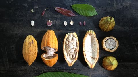 Cacao fruit from the farm.