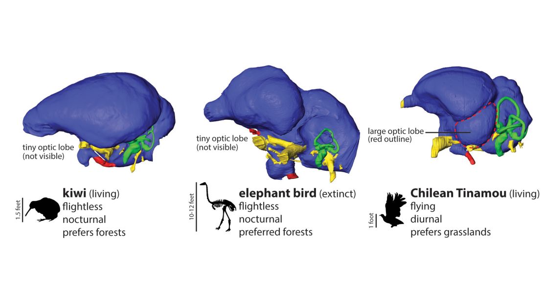 ancient finds brain graphic