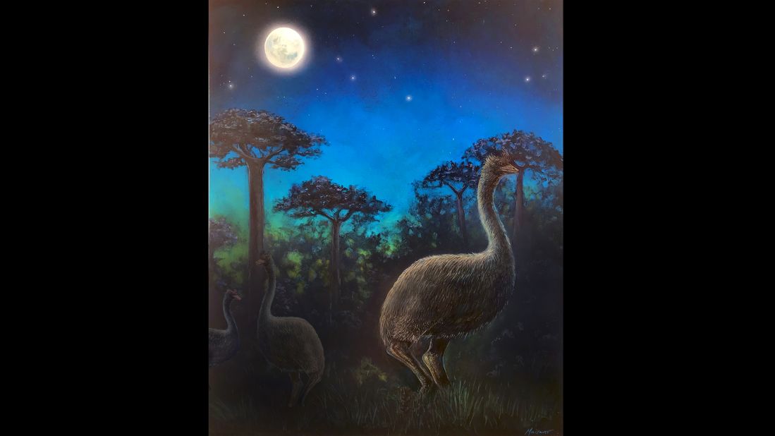 An artist's illustration shows giant nocturnal elephant birds foraging in the ancient forests of Madagascar at night. A new study suggests that the now-extinct birds were nocturnal and blind.