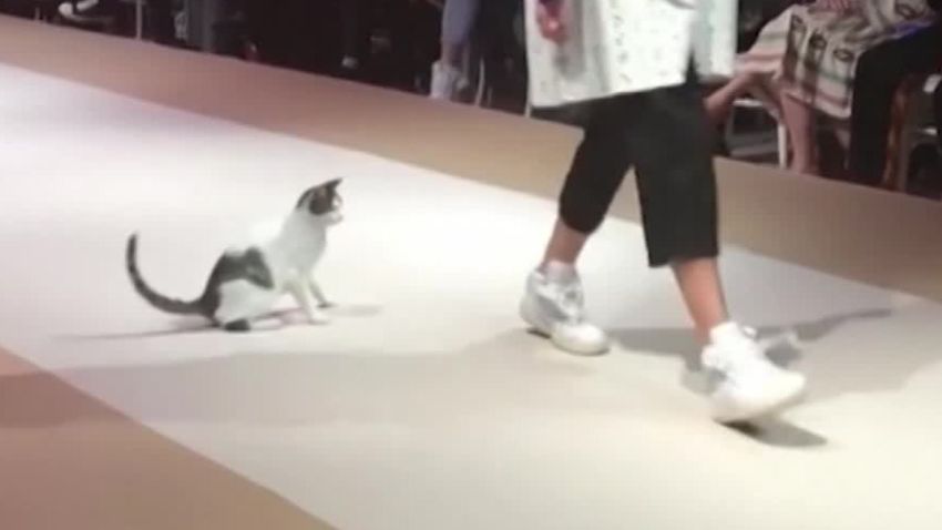 cat walks catwalk turkey moos ebof pkg vpx_00001718.jpg