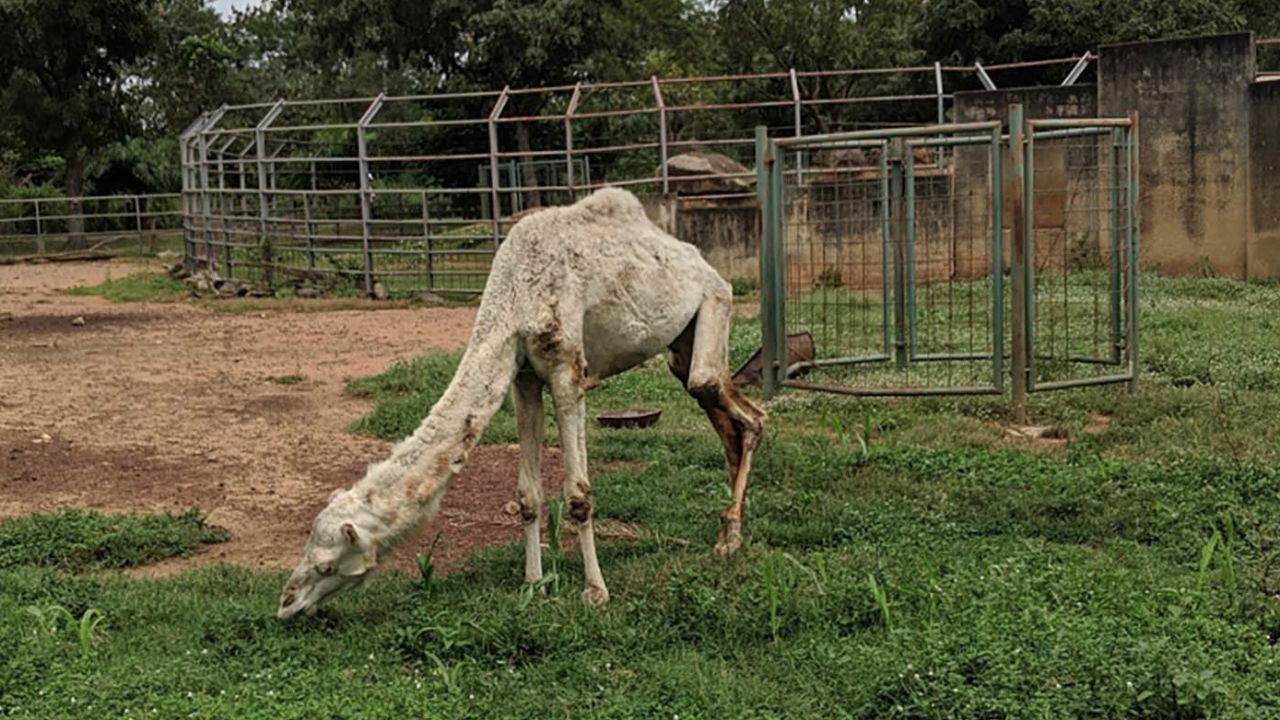  A camel appearing malnourished at a zoo in Abuja. Image credit: Tunde Sawyerr.